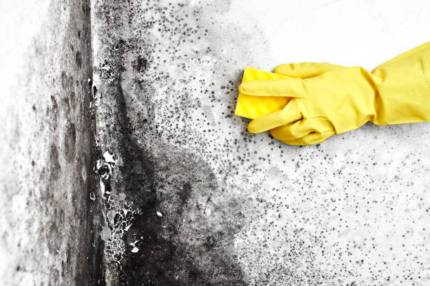 Best Crawl Space Mold Remediation  in Jackpot, NV