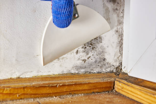 Best Mold Remediation for Healthcare Facilities  in Jackpot, NV
