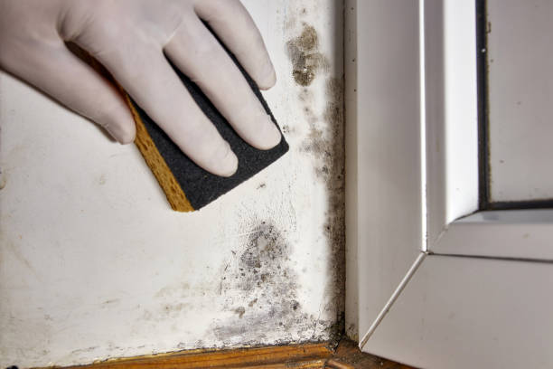 Best Mold Damage Restoration  in Jackpot, NV