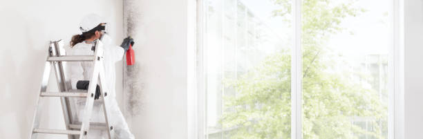 Best Mold Odor Removal Services  in Jackpot, NV